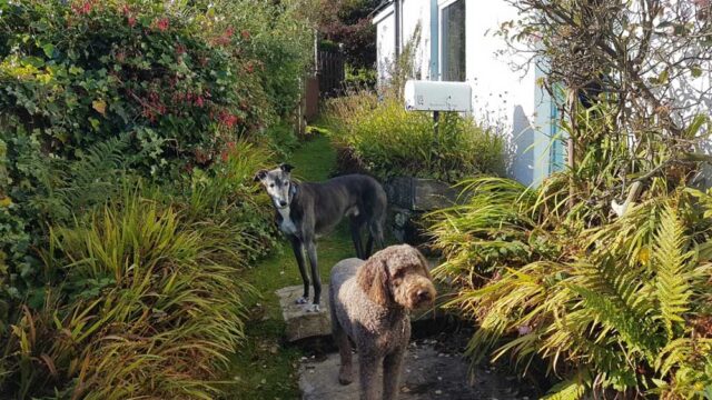 dogs welcome