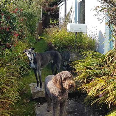 dogs outside the house
